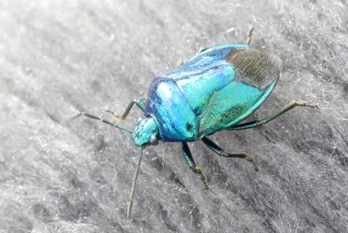 Réf. 269 667 : Zicrona caerulea